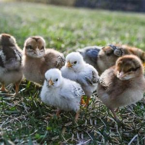 Baby Chicks