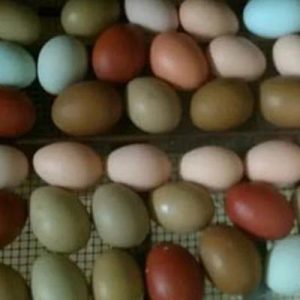 Farm Fresh Eggs